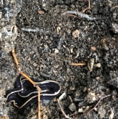 Caenoplana coerulea (Blue Planarian, Blue Garden Flatworm) at Bruce, ACT - 27 Jul 2021 by Tapirlord