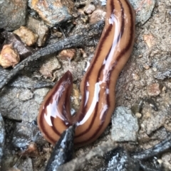Anzoplana trilineata (A Flatworm) at Bruce, ACT - 27 Jul 2021 by Tapirlord
