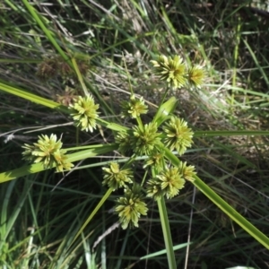 Cyperus eragrostis at Bruce, ACT - 11 Apr 2021