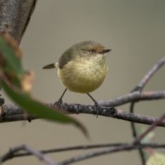 Acanthiza reguloides (Buff-rumped Thornbill) at McQuoids Hill - 24 Jul 2021 by trevsci