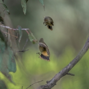 Acanthiza reguloides at Kambah, ACT - 24 Jul 2021 10:12 AM