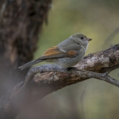 Pachycephala pectoralis (Golden Whistler) at Kambah, ACT - 24 Jul 2021 by trevsci