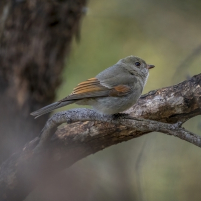 Pachycephala pectoralis (Golden Whistler) at McQuoids Hill - 24 Jul 2021 by trevsci