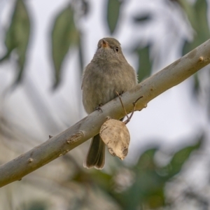 Pachycephala pectoralis at Kambah, ACT - 24 Jul 2021