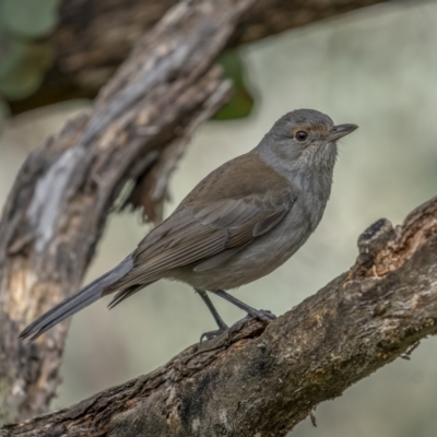 Colluricincla harmonica (Grey Shrikethrush) at McQuoids Hill - 24 Jul 2021 by trevsci