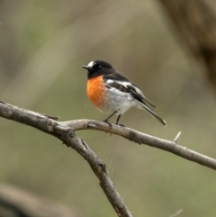 Petroica boodang (Scarlet Robin) at Kambah, ACT - 24 Jul 2021 by trevsci