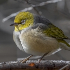 Zosterops lateralis (Silvereye) at Mcquoids Hill - 24 Jul 2021 by trevsci