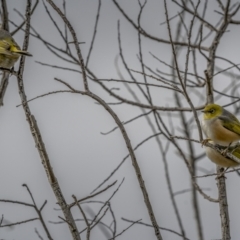 Zosterops lateralis at Kambah, ACT - 24 Jul 2021