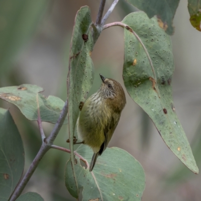 Acanthiza lineata (Striated Thornbill) at McQuoids Hill - 24 Jul 2021 by trevsci