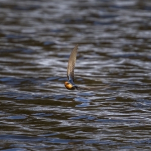 Hirundo neoxena at Kambah, ACT - 24 Jul 2021