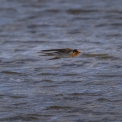 Hirundo neoxena at Kambah, ACT - 24 Jul 2021