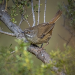 Sericornis frontalis at Tuggeranong DC, ACT - 24 Jul 2021