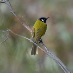 Nesoptilotis leucotis at Kambah, ACT - 24 Jul 2021