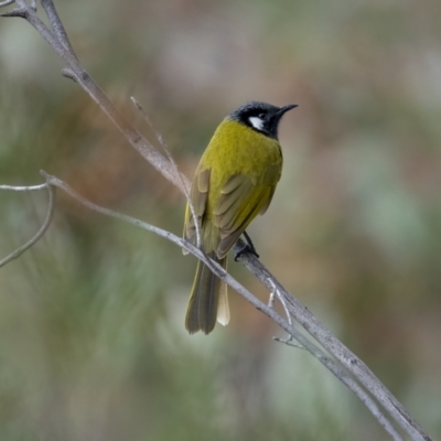 Nesoptilotis leucotis (White-eared Honeyeater) at Kambah, ACT - 24 Jul 2021 by trevsci