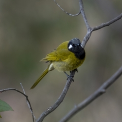 Nesoptilotis leucotis at Kambah, ACT - 24 Jul 2021