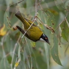 Melithreptus lunatus (White-naped Honeyeater) at McQuoids Hill - 24 Jul 2021 by trevsci