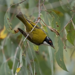 Melithreptus lunatus at Kambah, ACT - 24 Jul 2021