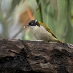 Melithreptus lunatus at Kambah, ACT - 24 Jul 2021