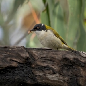 Melithreptus lunatus at Kambah, ACT - 24 Jul 2021