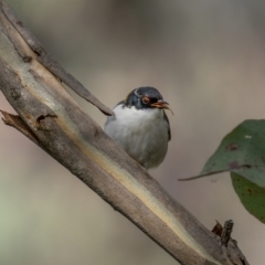 Melithreptus lunatus at Kambah, ACT - 24 Jul 2021