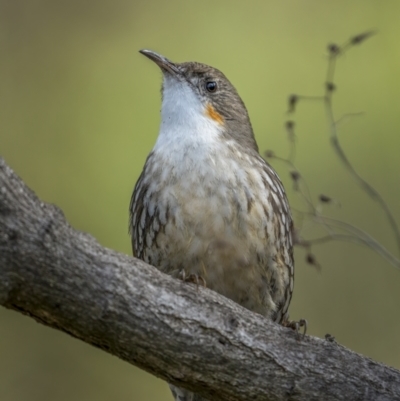 Cormobates leucophaea (White-throated Treecreeper) at McQuoids Hill - 24 Jul 2021 by trevsci