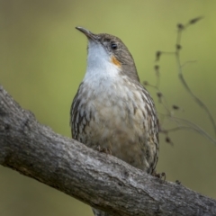 Cormobates leucophaea (White-throated Treecreeper) at Mcquoids Hill - 24 Jul 2021 by trevsci