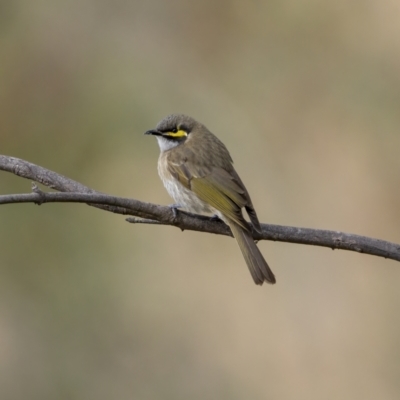 Caligavis chrysops (Yellow-faced Honeyeater) at McQuoids Hill - 23 Jul 2021 by trevsci