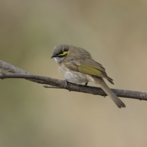 Caligavis chrysops at Kambah, ACT - 24 Jul 2021