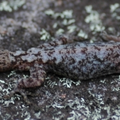 Amalosia lesueurii (Lesueur's Velvet Gecko) at Blue Mountains National Park, NSW - 20 Oct 2006 by PatrickCampbell