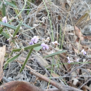 Hovea heterophylla at Denman Prospect, ACT - 30 Jul 2021 08:54 AM