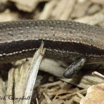 Lampropholis guichenoti (Common Garden Skink) at Blue Mountains National Park, NSW - 24 Feb 2018 by PatrickCampbell