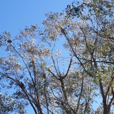 Callocephalon fimbriatum (Gang-gang Cockatoo) at Piney Ridge - 30 Jul 2021 by HannahWindley