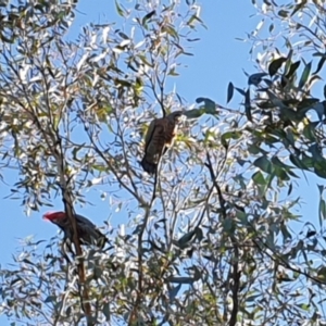 Callocephalon fimbriatum at Stromlo, ACT - 30 Jul 2021