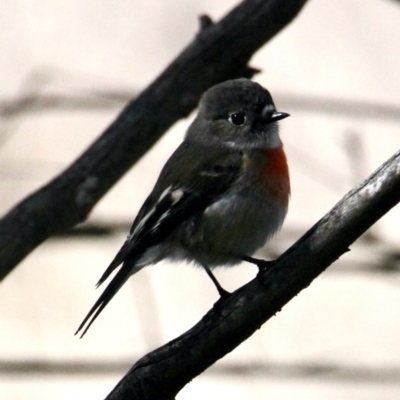 Petroica boodang (Scarlet Robin) at Bells TSR - 30 Jul 2021 by PaulF