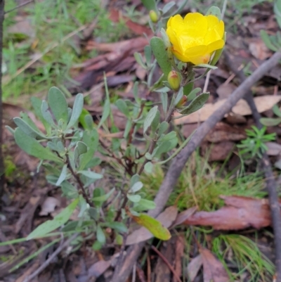 Hibbertia obtusifolia (Grey Guinea-flower) at Denman Prospect, ACT - 1 Jul 2021 by HannahWindley