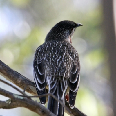 Anthochaera carunculata (Red Wattlebird) at Albury - 30 Jul 2021 by PaulF