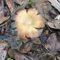 Scleroderma sp. (Scleroderma) at Piney Ridge - 1 Jul 2021 by HannahWindley