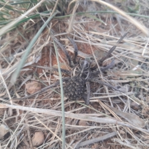 Tasmanicosa sp. (genus) at Jerrabomberra, ACT - 28 Apr 2021