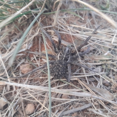 Tasmanicosa sp. (genus) (Unidentified Tasmanicosa wolf spider) at Jerrabomberra, ACT - 28 Apr 2021 by HannahWindley