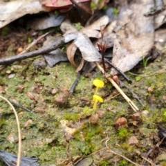 Lichenomphalia chromacea (Yellow Navel) at Denman Prospect, ACT - 1 Jul 2021 by HannahWindley