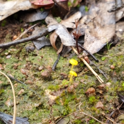 Lichenomphalia chromacea (Yellow Navel) at Piney Ridge - 1 Jul 2021 by HannahWindley