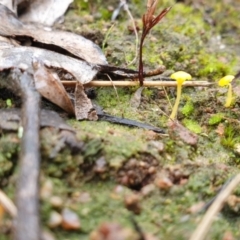 Lichenomphalia chromacea at Denman Prospect, ACT - 1 Jul 2021