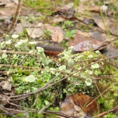 Cladonia sp. (genus) (Cup Lichen) at Denman Prospect, ACT - 1 Jul 2021 by HannahWindley