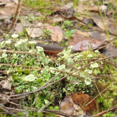 Cladonia sp. (genus) (Cup Lichen) at Piney Ridge - 1 Jul 2021 by HannahWindley