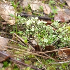 Cladonia sp. (genus) at Denman Prospect, ACT - 1 Jul 2021 12:33 PM