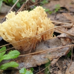 Ramaria sp. (A Coral fungus) at Denman Prospect 2 Estate Deferred Area (Block 12) - 1 Jul 2021 by HannahWindley