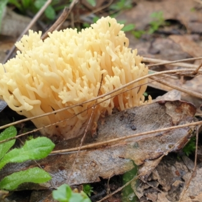 Ramaria sp. (genus) (A Coral fungus) at Denman Prospect, ACT - 1 Jul 2021 by HannahWindley