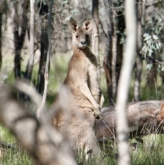 Macropus giganteus (Eastern Grey Kangaroo) at Table Top, NSW - 30 Jul 2021 by PaulF