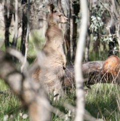 Macropus giganteus at Table Top, NSW - 30 Jul 2021 12:39 PM