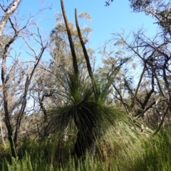 Xanthorrhoea australis (Austral Grass Tree, Kangaroo Tails) at Bundanoon, NSW - 21 Jul 2021 by MatthewFrawley